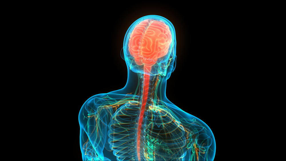 chronic pain nervous system